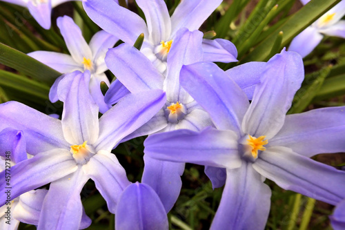 Glory of the snow - blue flowers