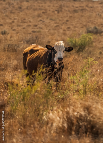 Brown and white cow grazing in the African grassland © Arnold