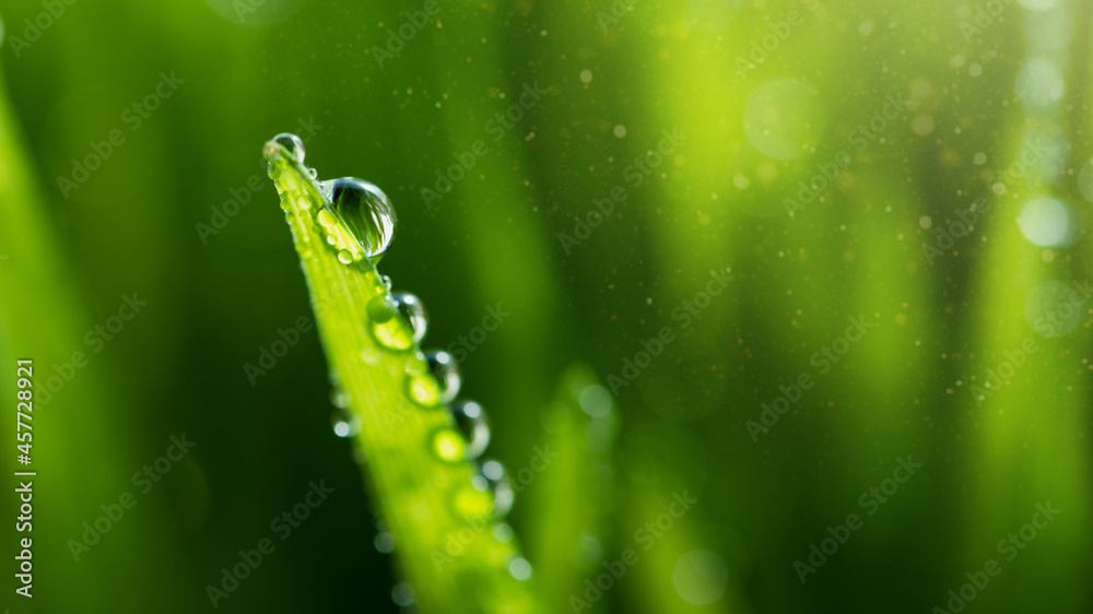 Wet spring green grass backround with dew lawn natural. Wet spring green grass backround with dew lawn natural.