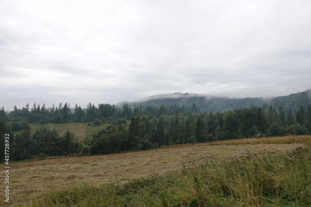 Fototapeta premium Spruce trees if fog