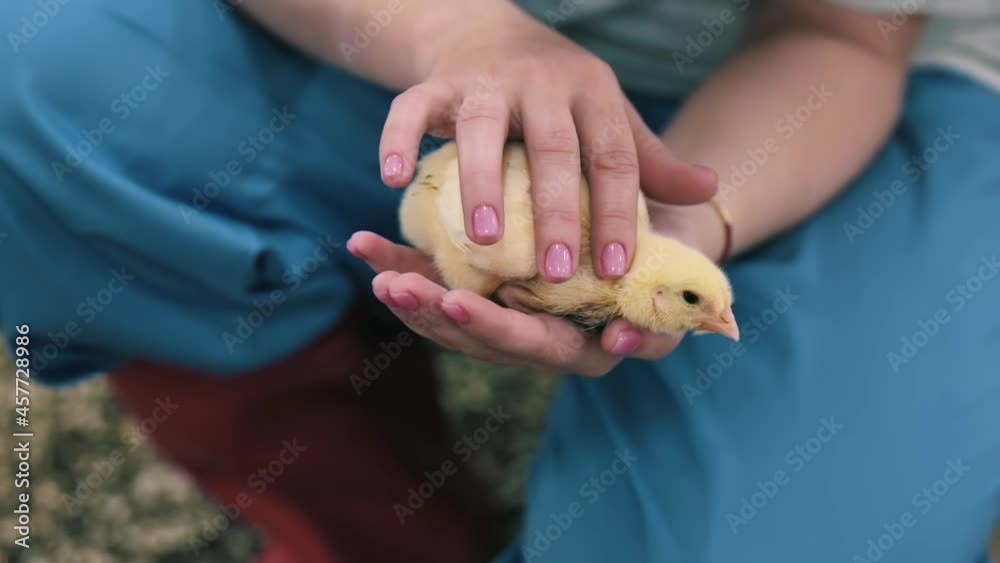 Beautiful yellow chicken sitting in farmer's hands. Cute broiler chick in woman's hands on a poultry farm. Chicken breeding. Beautiful yellow chicken sitting in farmer's hands. Cute broiler chick in woman's hands on a poultry farm. Chicken breeding.