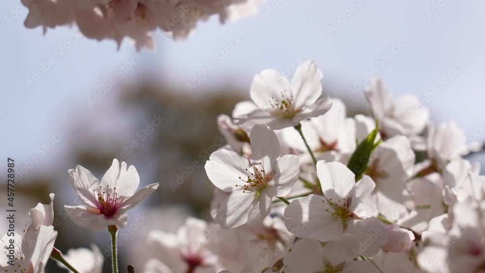 This is a 4K slow motion video of a cherry blossom branch in full bloom.
4K 120fps edited to 60fps This is a 4K slow motion video of a cherry blossom branch in full bloom.
4K 120fps edited to 60fps