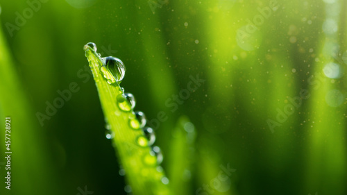Wet spring green grass backround with dew lawn natural.