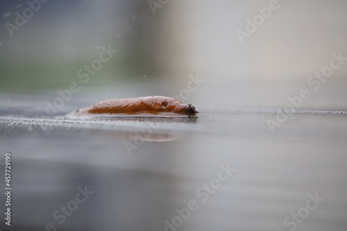 close up of a brown nudibranch crawling across a damp floor