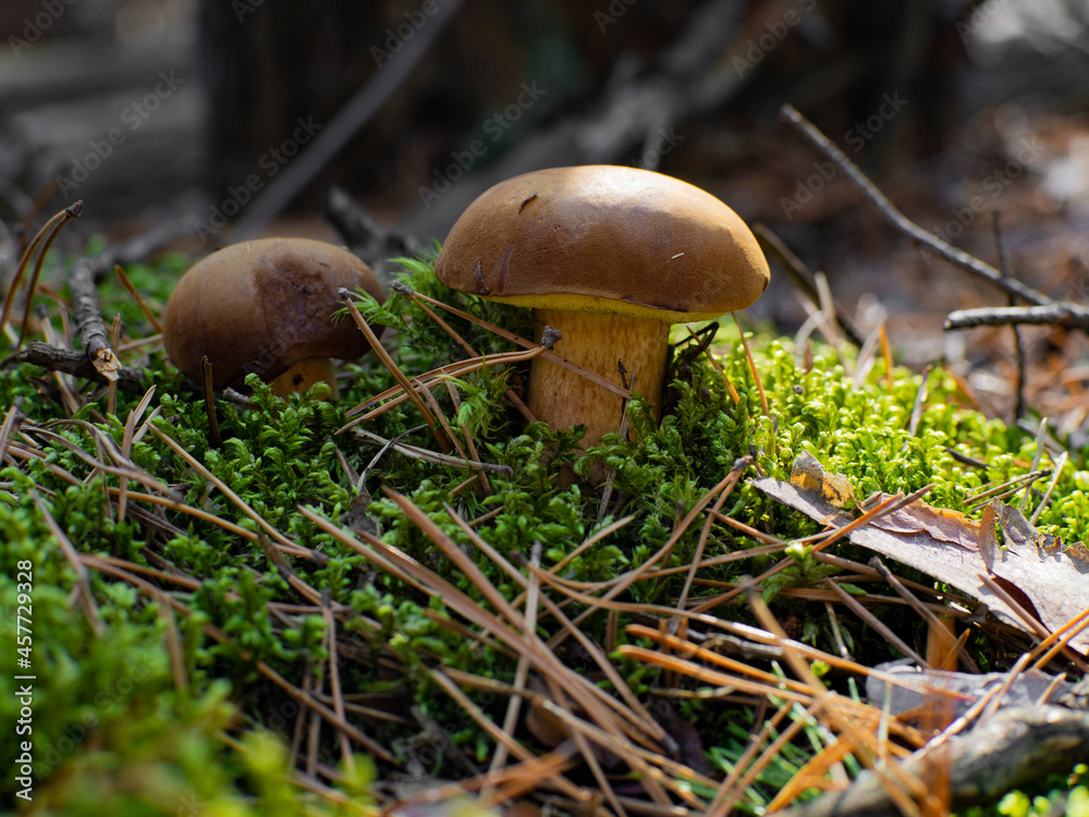 Beautiful and delicious Imleria badia mushrooms in the forest Beautiful and delicious Imleria badia mushrooms in the forest