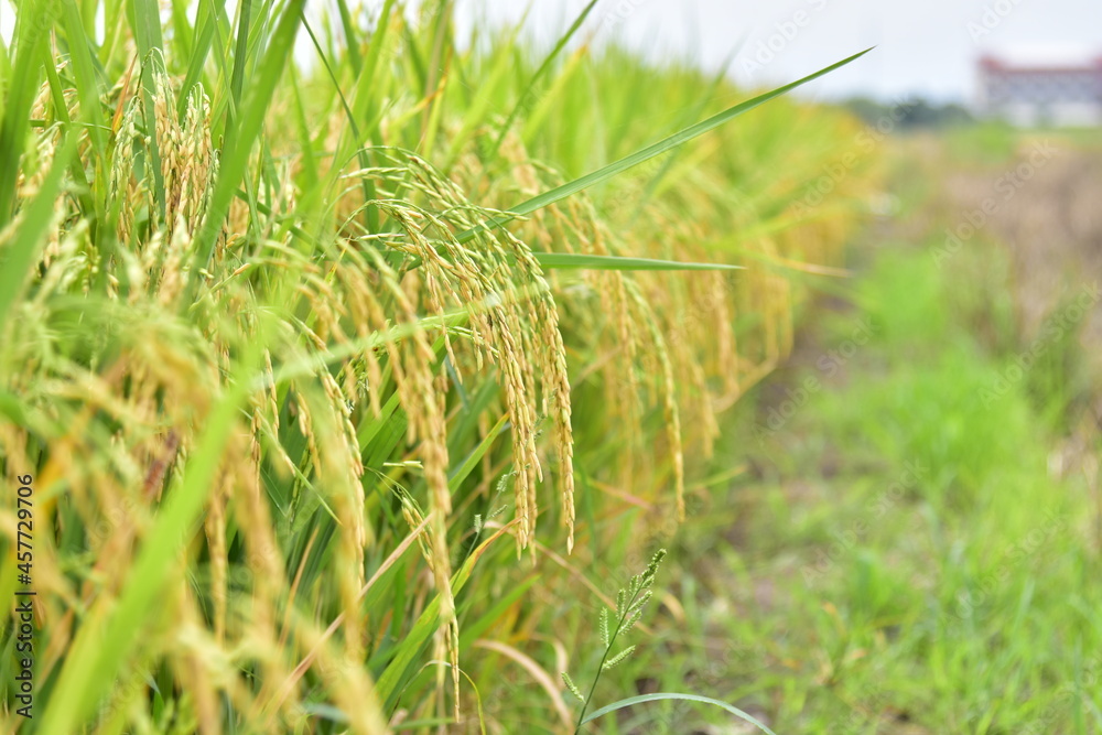 Beautiful sags of rice, ripening, and green leaves fill the fields. Beautiful sags of rice, ripening, and green leaves fill the fields.