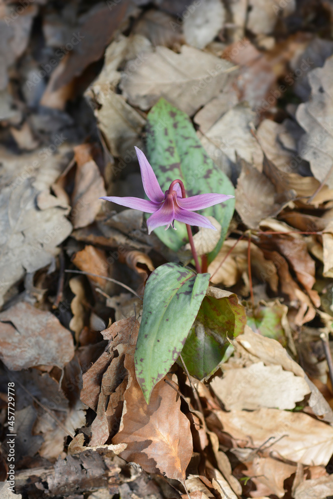 Dogs tooth violet Dogs tooth violet