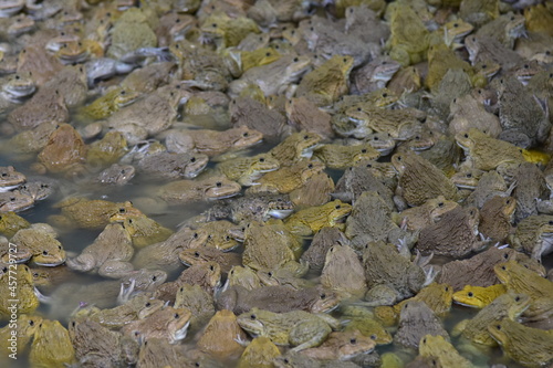 Fototapeta Naklejka Na Ścianę i Meble -  Many frogs sit in the water together.