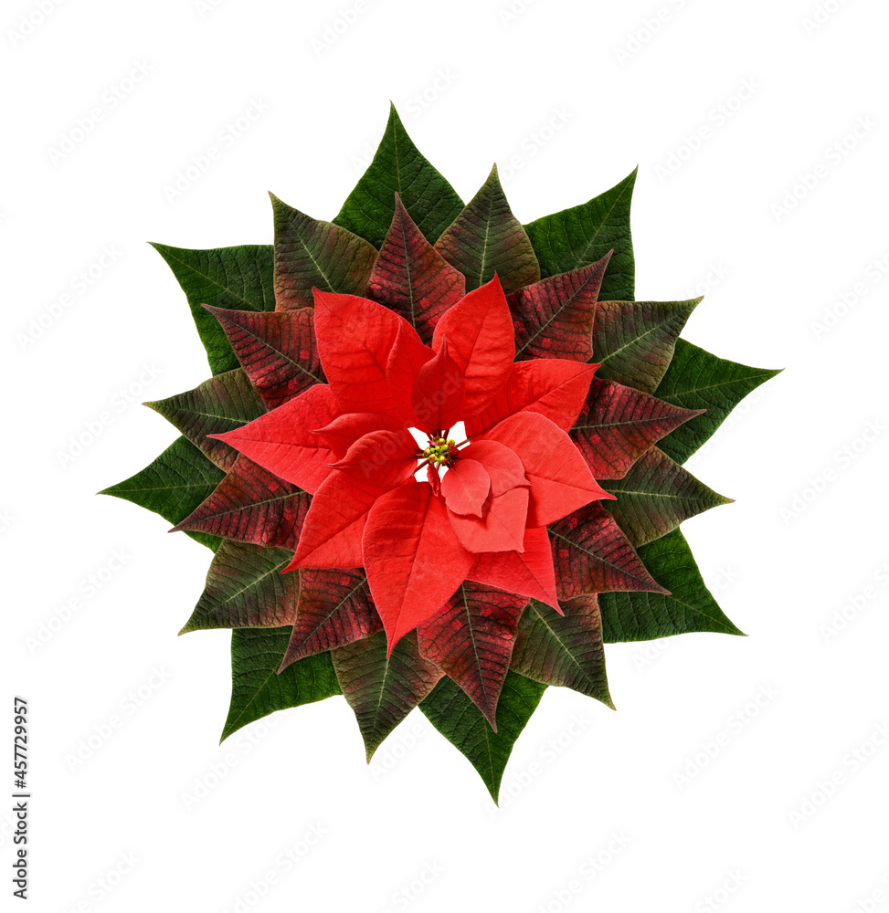 Red Christmas poinsettia flower isolated