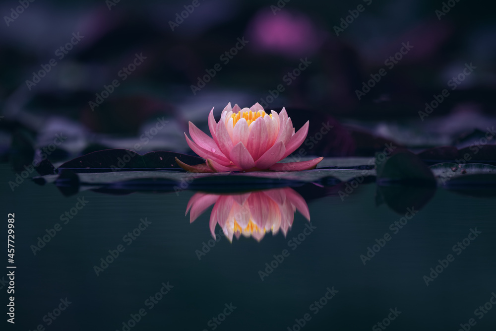 Pink lous flower or waterlily dark background