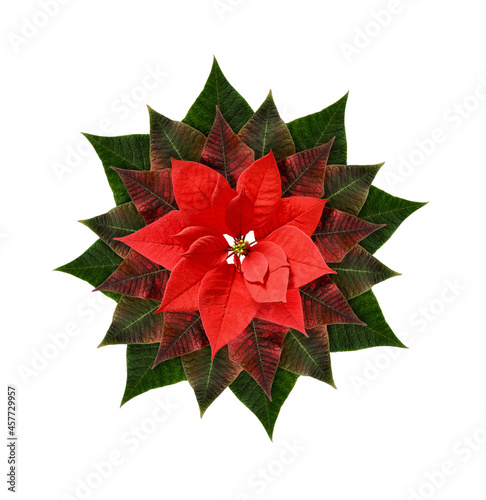 Red Christmas poinsettia fl...