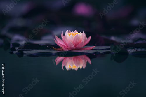 Cuadro en lienzo Pink lous flower or waterlily dark background