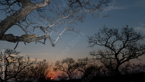 Lazy leopard comfortably sleeping in a tree at sunset with a dramatic sky