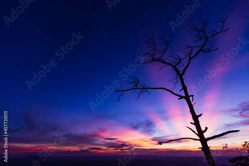The tree and a landscape of mountain ridges, sunset sky, and clouds.  Location place Phu Kra Dung National park of Thailand.  in vintage style © Chumphol