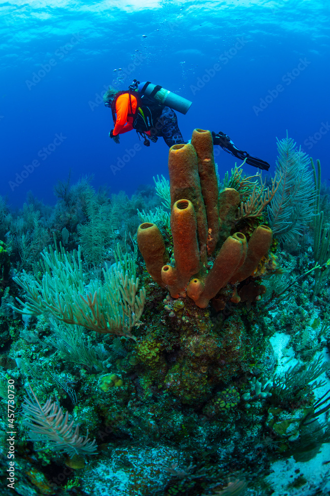 A diver swimming by tube sponges