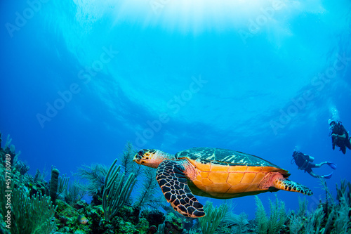 A turtle swimming over the reef 