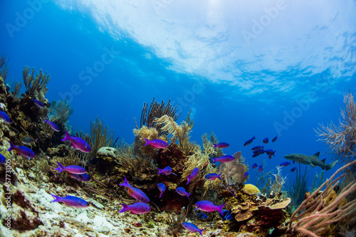 Fototapeta Naklejka Na Ścianę i Meble -  coral reef and fishes
