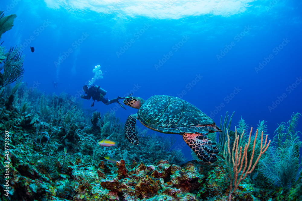 diver and reef and turtle 