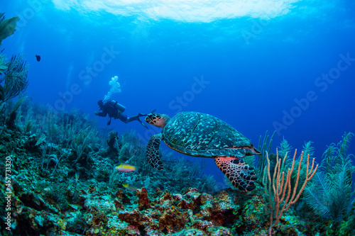 diver and reef and turtle 