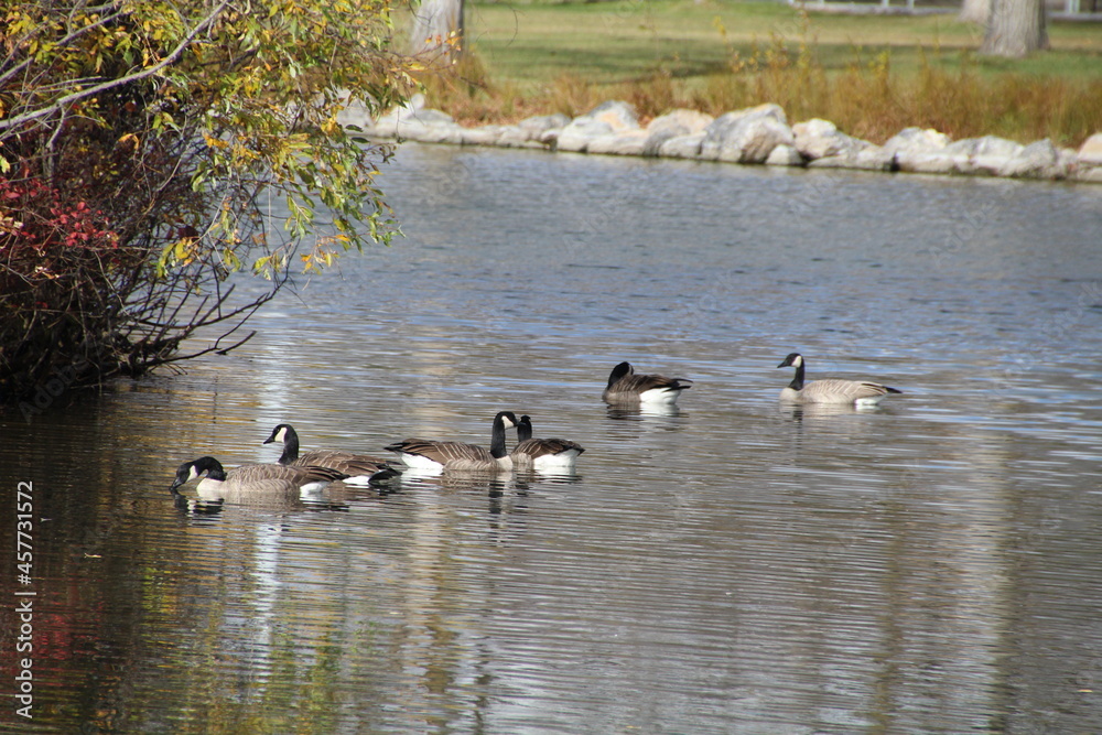 Geese On Autumn Waters, William Hawrelak Park, Edmonton, Alberta Geese On Autumn Waters, William Hawrelak Park, Edmonton, Alberta