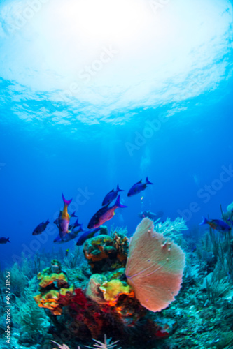 Creole wrasse fish swimming over the reef 
