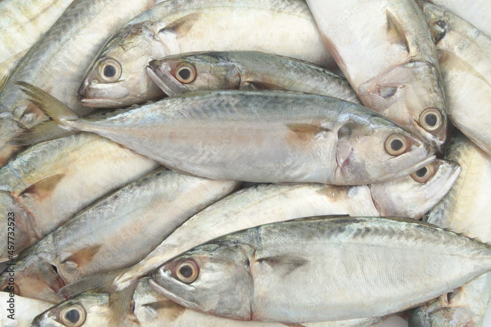 Fresh mackerel fish close up Fresh mackerel fish close up