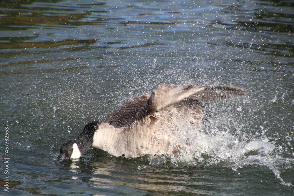 Fototapeta premium Movement Of The Goose, William Hawrelak Park, Edmonton, Alberta