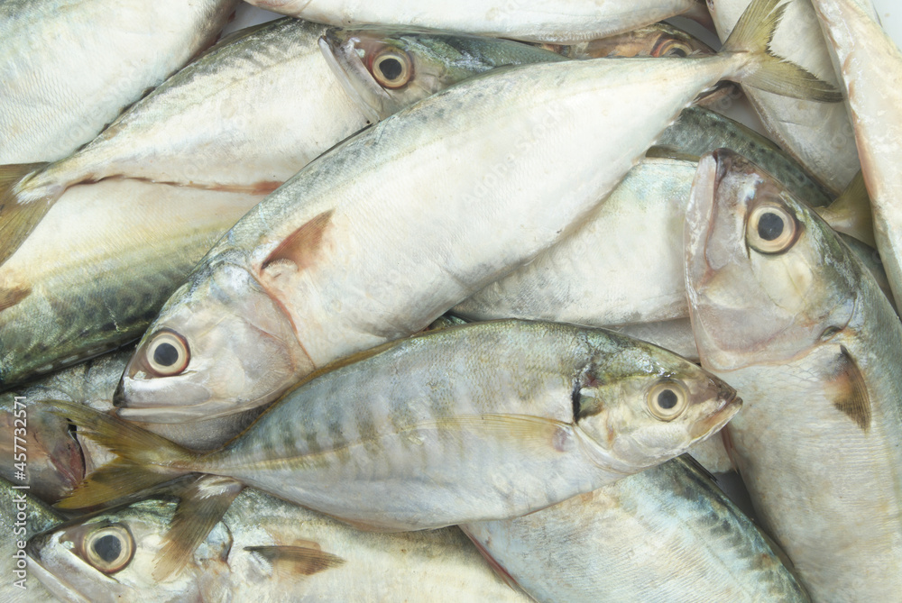 Different raw mackerel fish background