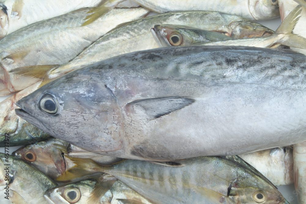 Fresh tuna fish on mackerel background