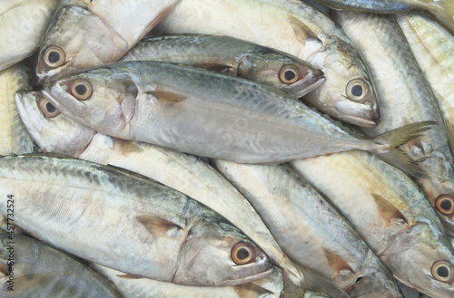 Raw mackerel fish background