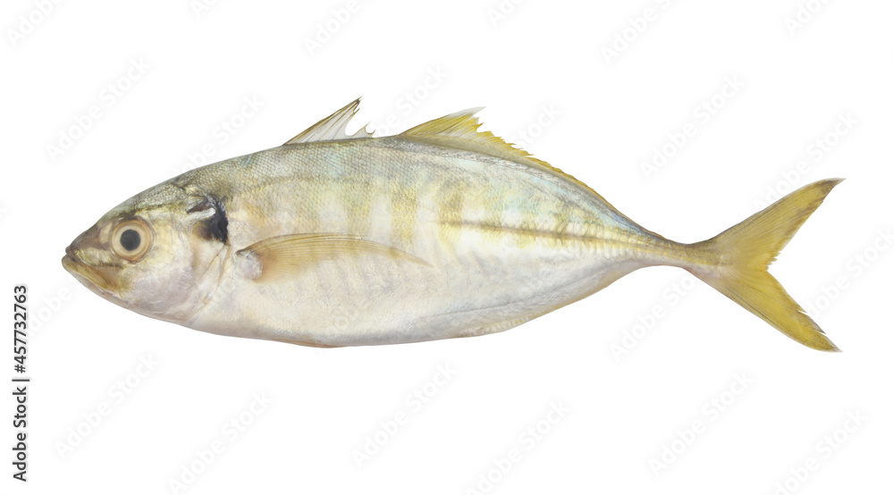 Raw horse mackerel fish isolated on white background
