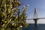 An olive tree and the Rio - Antirio bridge in Patar (Greece)