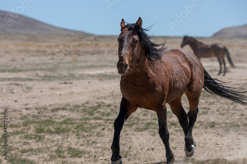 Wild Horse in the Utah Desert © natureguy