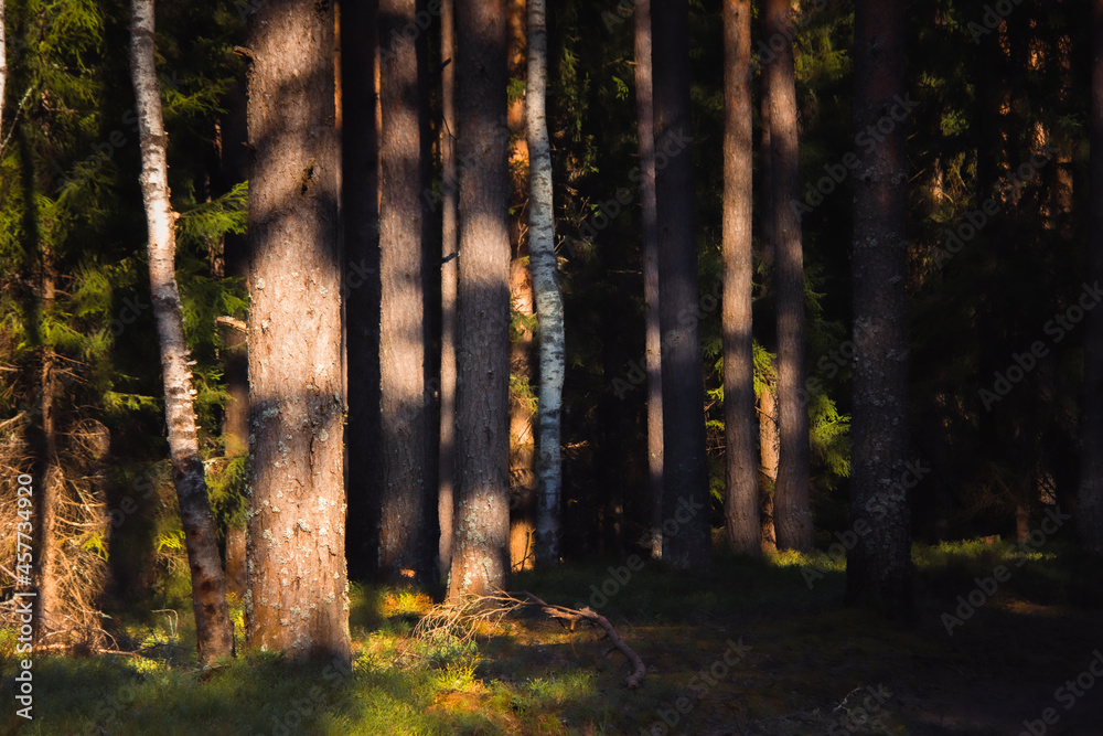 moody foresy landscape