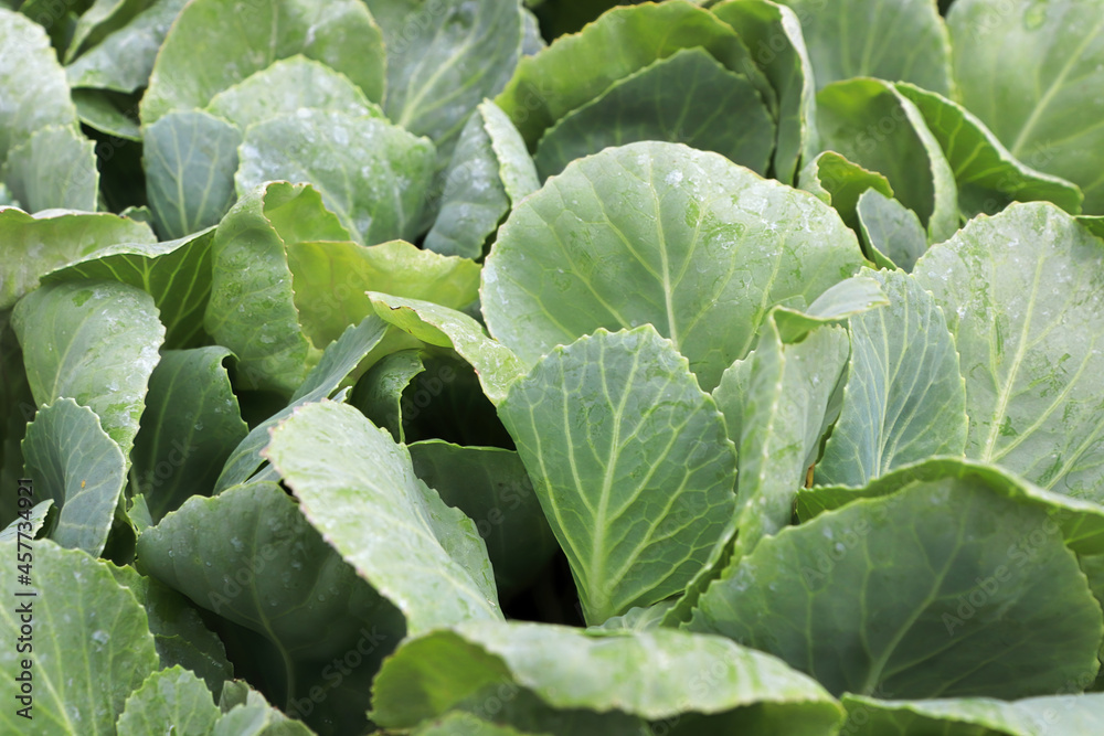 Closeup of young cabbage seedling leaves in spring Closeup of young cabbage seedling leaves in spring