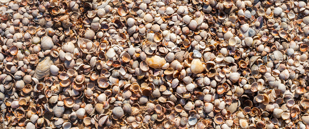 Background from seashells, many small beautiful seashells. Top view, flat lay. Banner Background from seashells, many small beautiful seashells. Top view, flat lay. Banner