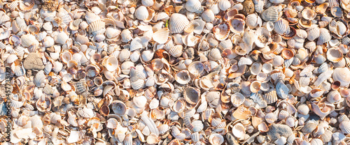 Background with beautiful seashells on a sunny day. Top view, flat lay. Banner