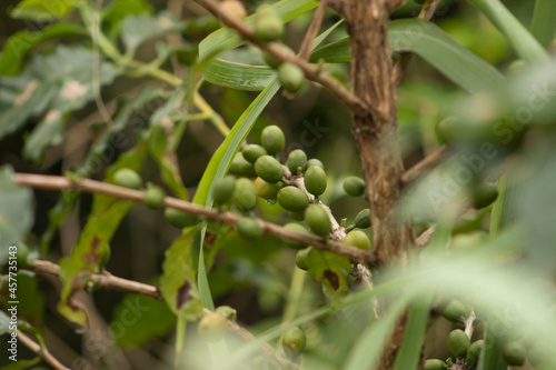close up of olives on tree coffee tree