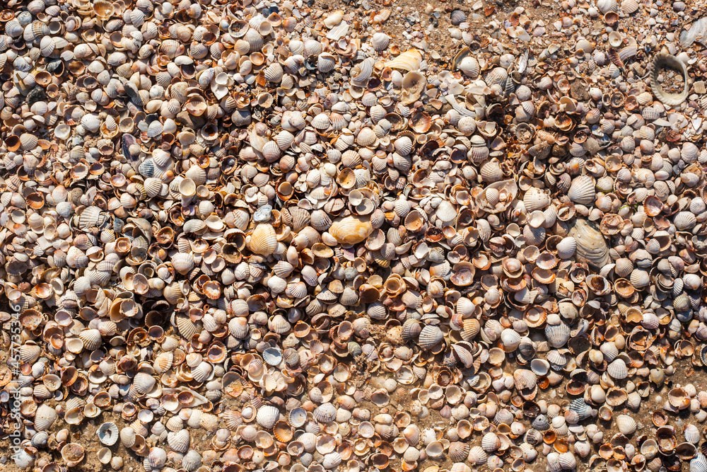 Seashells background, many small beautiful seashells. Top view, flat lay Seashells background, many small beautiful seashells. Top view, flat lay