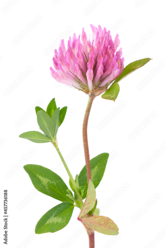 Clover flower on a stem with green leaves, isolated on white background. Trifolium pratense.