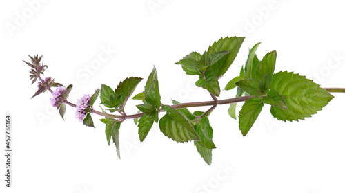 Peppermint flowers isolated on white background. Mint branch. Herbal medicine. photo