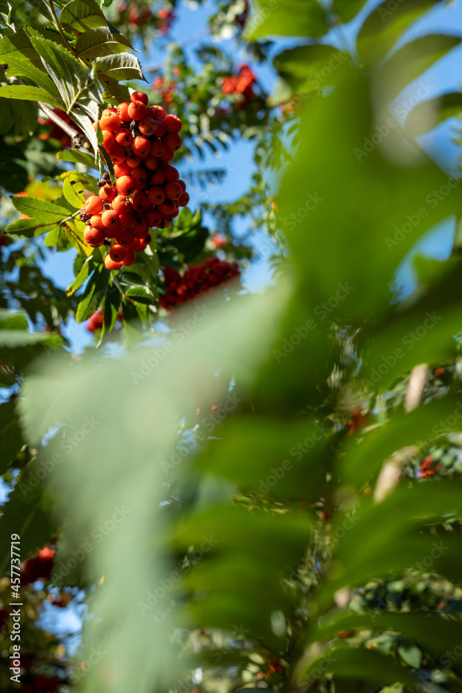 Bright rowan berry. Rowan branch. Red-orange rowan berries. Rowan in the park. Rowan tree in autumn.