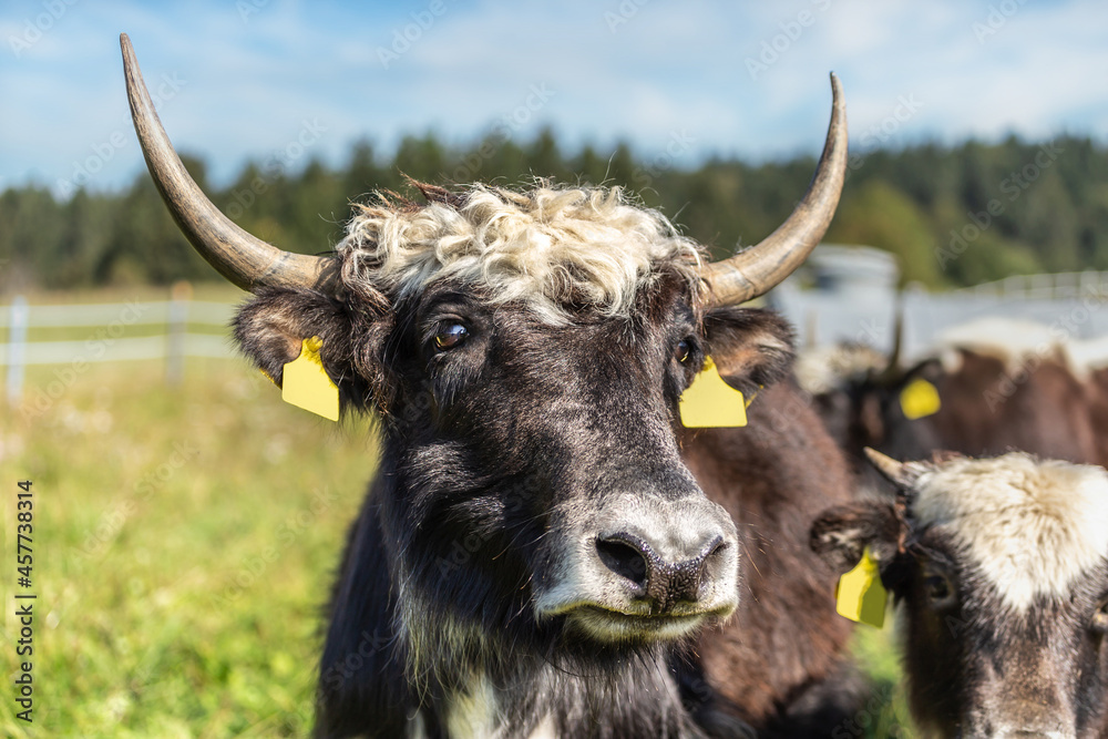 Portrait of a domesticated yak on a pasture. A Yak on a cow paddock, environmental husbandry