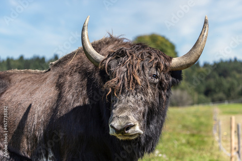 Portrait of a yak bull on a pasture