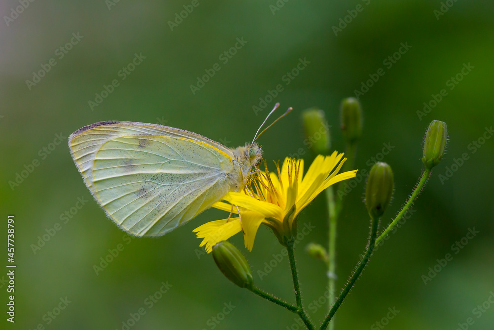 Pieris brassicae, great white angel feeding on yellow flowers Pieris brassicae, great white angel feeding on yellow flowers