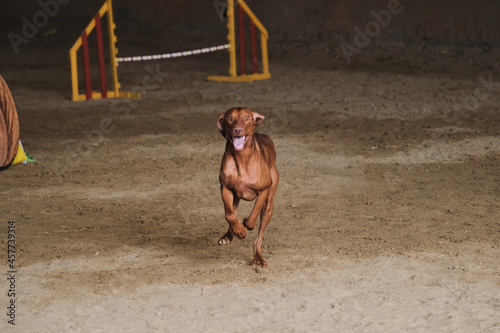 Agility competitions, sports with dog to improve contact with owner. Hungarian red colored vizsla quickly runs forward with crazy funny face.