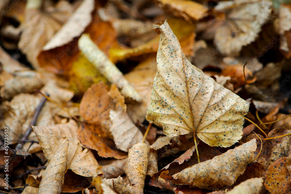 Dry leaves on the ground in a beautiful autumn forest. autumn background, fallen leaves in a forest or park. Grove. walk in the fresh air. selective soft focus. autumn colors, beautiful season Dry leaves on the ground in a beautiful autumn forest. autumn background, fallen leaves in a forest or park. Grove. walk in the fresh air. selective soft focus. autumn colors, beautiful season
