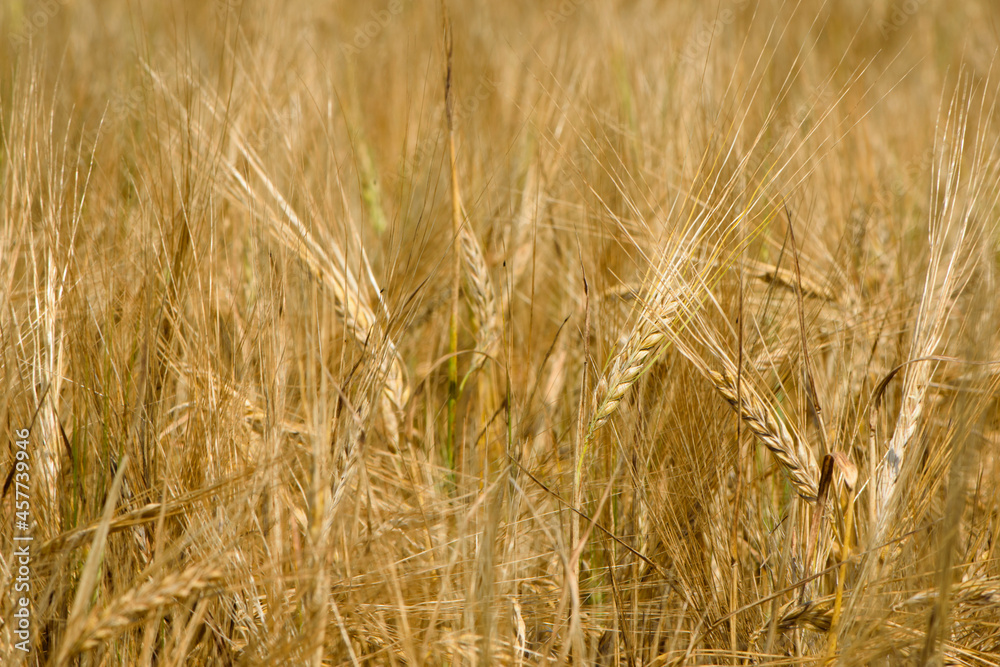 golden spikelets of wheat in the field. Ripe large golden ears of wheat against the yellow background of the field. Close-up, nature. The idea of a rich summer harvest, farming, agricultural industry golden spikelets of wheat in the field. Ripe large golden ears of wheat against the yellow background of the field. Close-up, nature. The idea of a rich summer harvest, farming, agricultural industry
