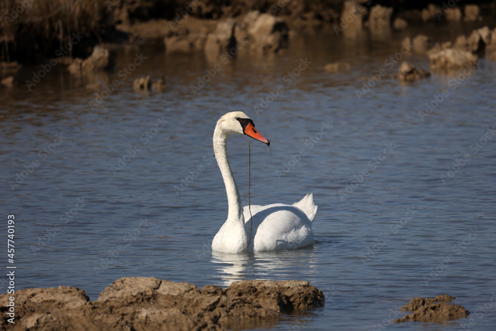 Lonely white swan on the lake looking for food Lonely white swan on the lake looking for food