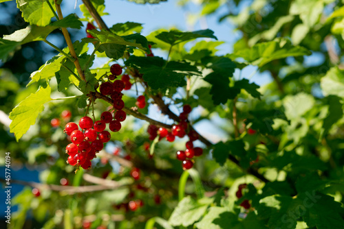 preschooler girl collects red sweet ripe currants from a bush in the garden at the dacha in the garden bed. harvest concept. Eco-friendly products of veggies own growing